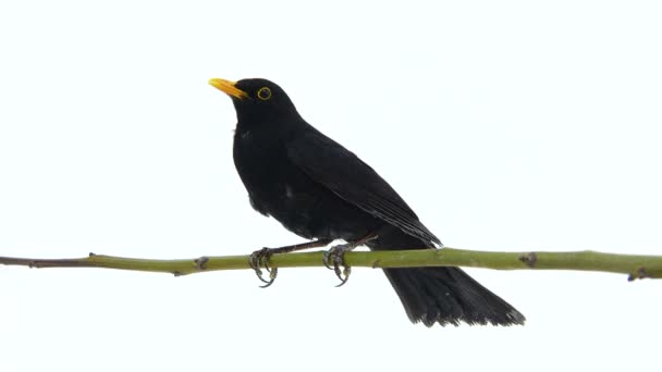 Pássaro-preto (Turdus merula) — Vídeo de Stock