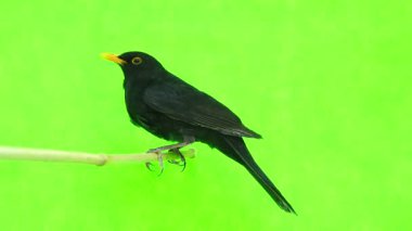 izole karatavuk (Turdus merula) 