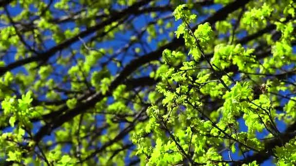 Зелене дерево навесні — стокове відео