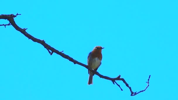 Európai vörösbegy (Erithacus rubecula)) — Stock videók