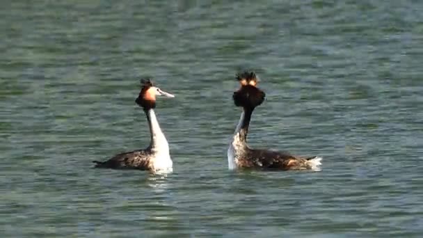 Skvělá Grebe(Podiceps cristatus chocholatý) — Stock video