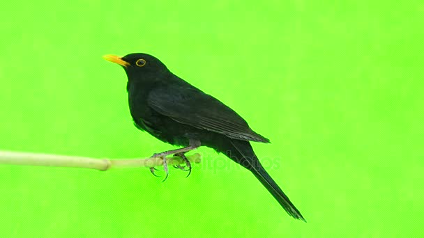 Mirlo (Turdus merula) aislado — Vídeo de stock