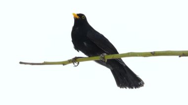 Kara Kuş (Turdus merula) 