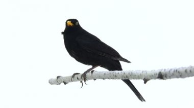 Kara Kuş (Turdus merula) 