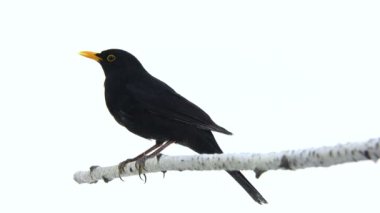 Kara Kuş (Turdus merula) 