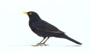 Kara Kuş (Turdus merula) 