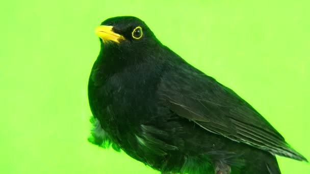 Blackbird (Turdus merula) — Stock Video