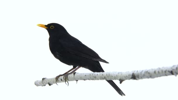 Blackbird (turdus merula ) — стокове відео