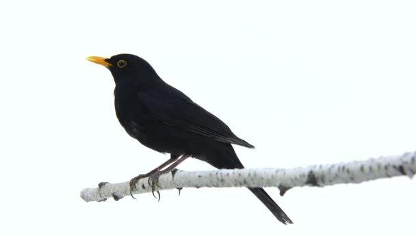 Mirlo (Turdus merula) — Vídeo de stock