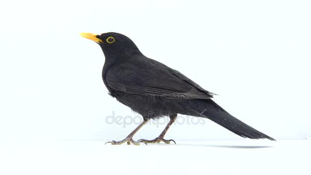 Merle noir (Turdus merula)) — Video