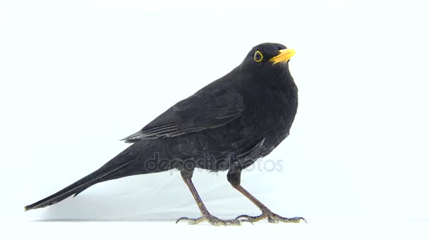 Bladvogel (Turdus merula)) — Stockvideo