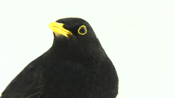 Blåsfåglar (Turdus merula)) — Stockvideo