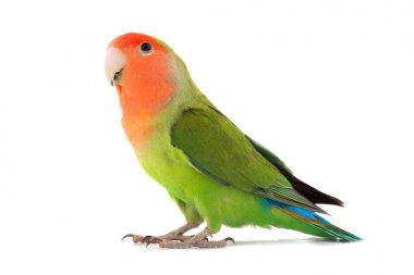 bir portre cennet papağanı 