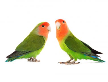 two lovebird on a white clipart