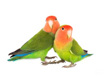 bir beyaz cennet papağanı