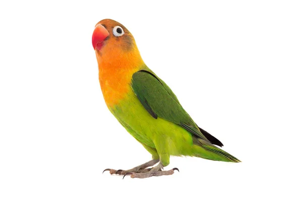 Fischeri lovebird papukaija — kuvapankkivalokuva