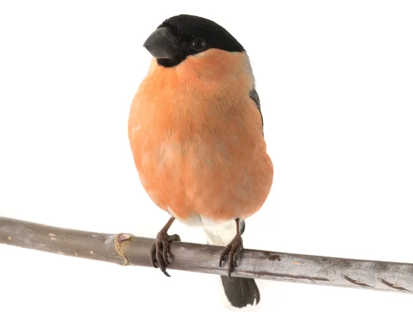 A male bullfinch — Stock Photo, Image