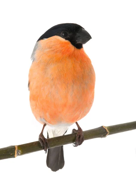 Bir erkek şakrak kuşu — Stok fotoğraf