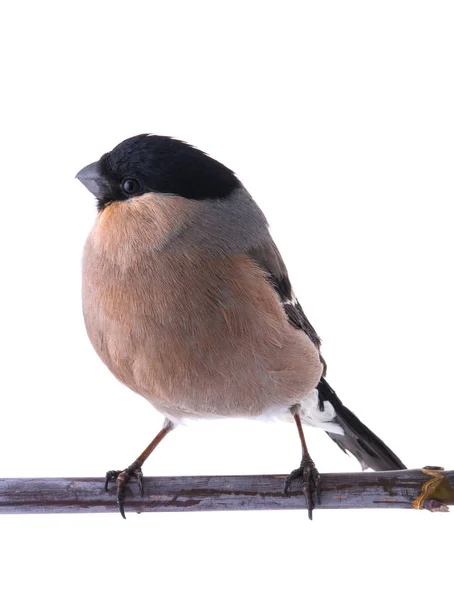 Ein Gimpelweibchen — Stockfoto