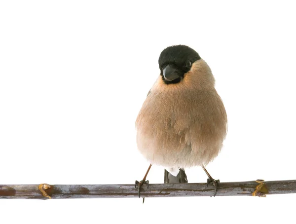 En kvinnlig domherre — Stockfoto