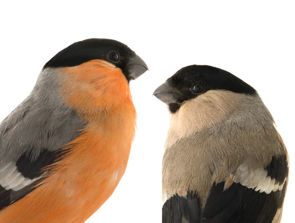 Male and female bullfinch — Stock Photo, Image