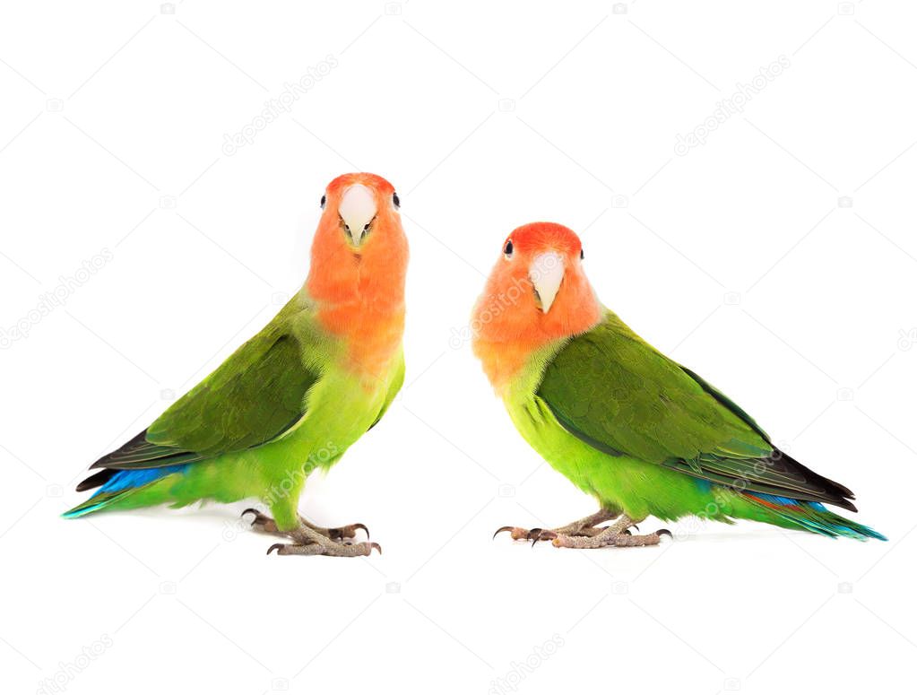 two lovebird on a white