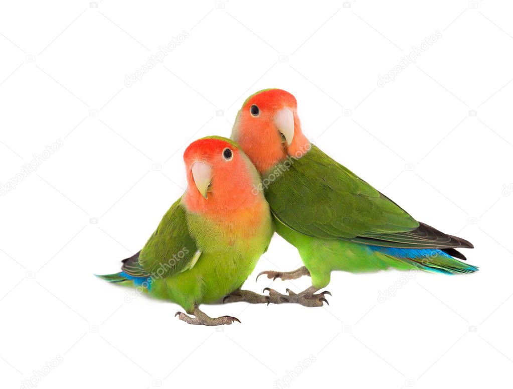 two lovebird on a white