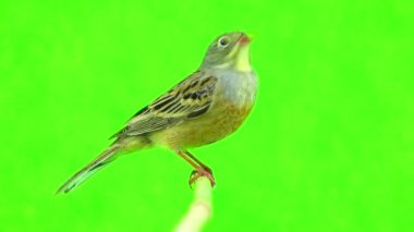 Bayağı (Emberiza hortulana)