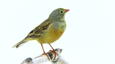 Bayağı (Emberiza hortulana) 