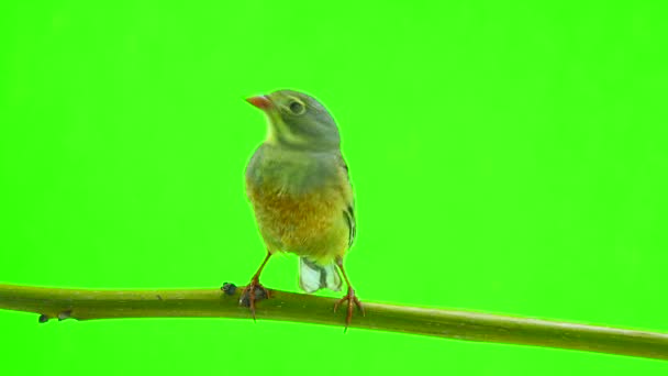 Ortolana (Emberiza hortulana) — Stock video