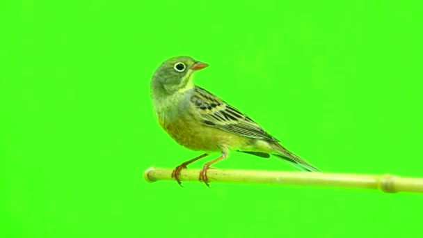 Escribano (Emberiza hortulana) — Vídeo de stock