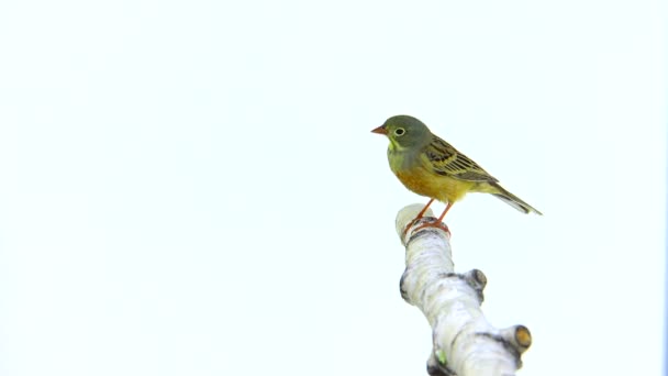 Bayağı (Emberiza hortulana) — Stok video