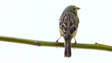 Bayağı (Emberiza hortulana) 