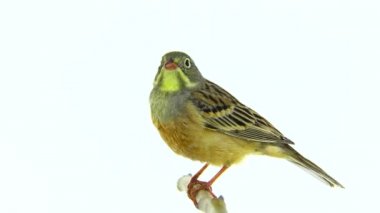 Bayağı (Emberiza hortulana) 