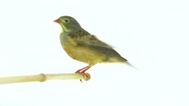 Bayağı (Emberiza hortulana) 