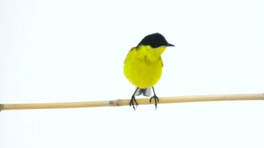 kuyruksallayan (Motacilla feldegg) 