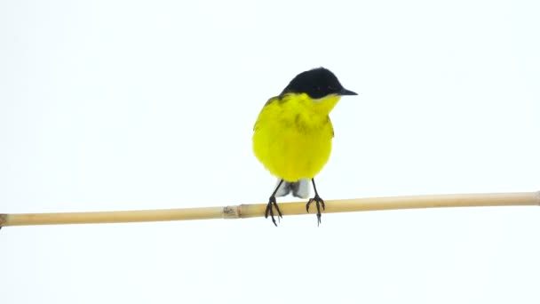 Wagtail (Motacilla feldegg) — Stock Video