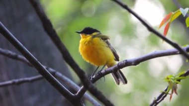 kuyruksallayan (Motacilla feldegg)