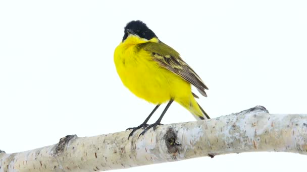 Lavandera (Motacilla feldegg ) — Vídeos de Stock