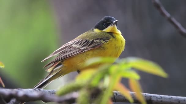 Lavandera (Motacilla feldegg ) — Vídeos de Stock