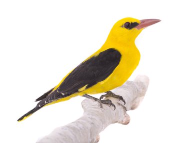 Bayağı sarıasma (Oriolus oriolus)