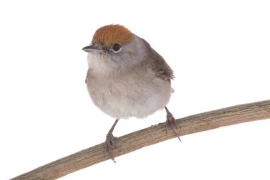 kadın Avrasya ötleğen (Sylvia atricapilla)