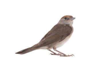 kadın Avrasya ötleğen (Sylvia atricapilla)