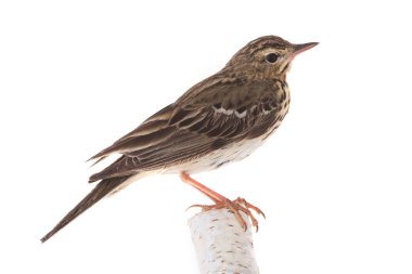 Ağaç incir kuşu (Anthus trivialis)