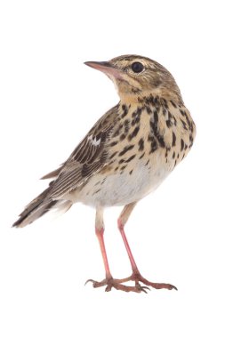 Tree Pipit (Anthus trivialis) clipart