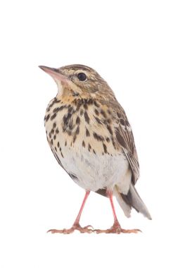 Ağaç incir kuşu (Anthus trivialis)