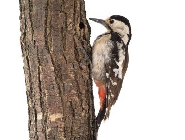 Büyük Benekli Ağaçkakan (Dendrocopos major)