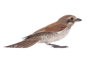 Kızıl kuyruklu örümcek kuşu 