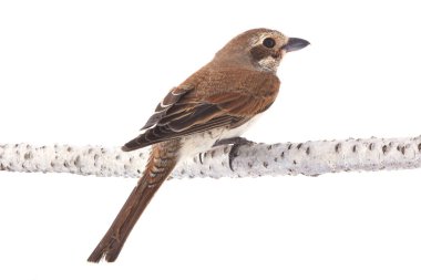 Kızıl kuyruklu örümcek kuşu 