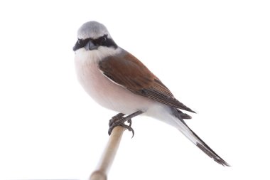 Red-backed Shrike (Lanius collurio) clipart